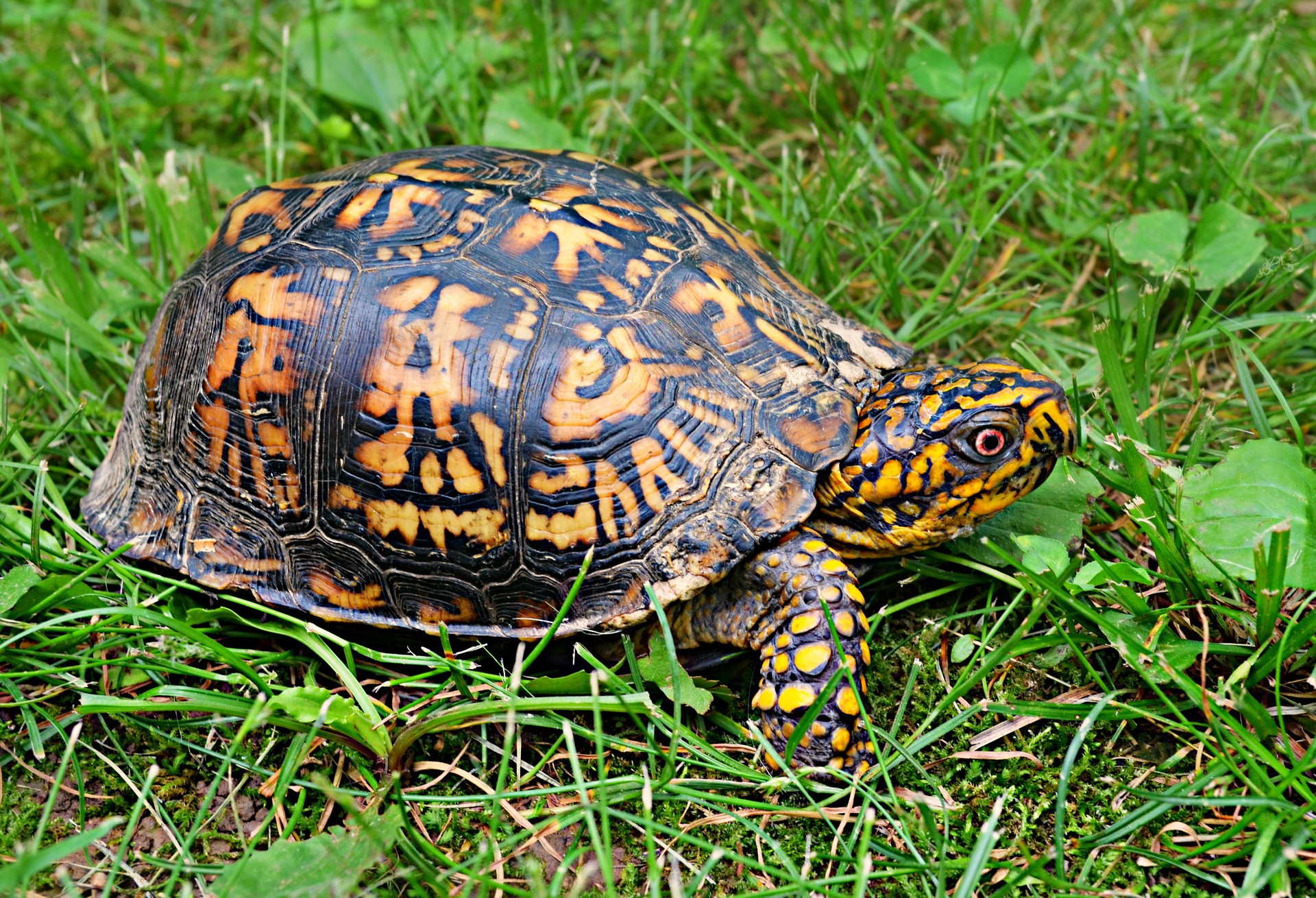 best-pet-turtles-for-beginners-5-top-types-of-turtles-turtlepets