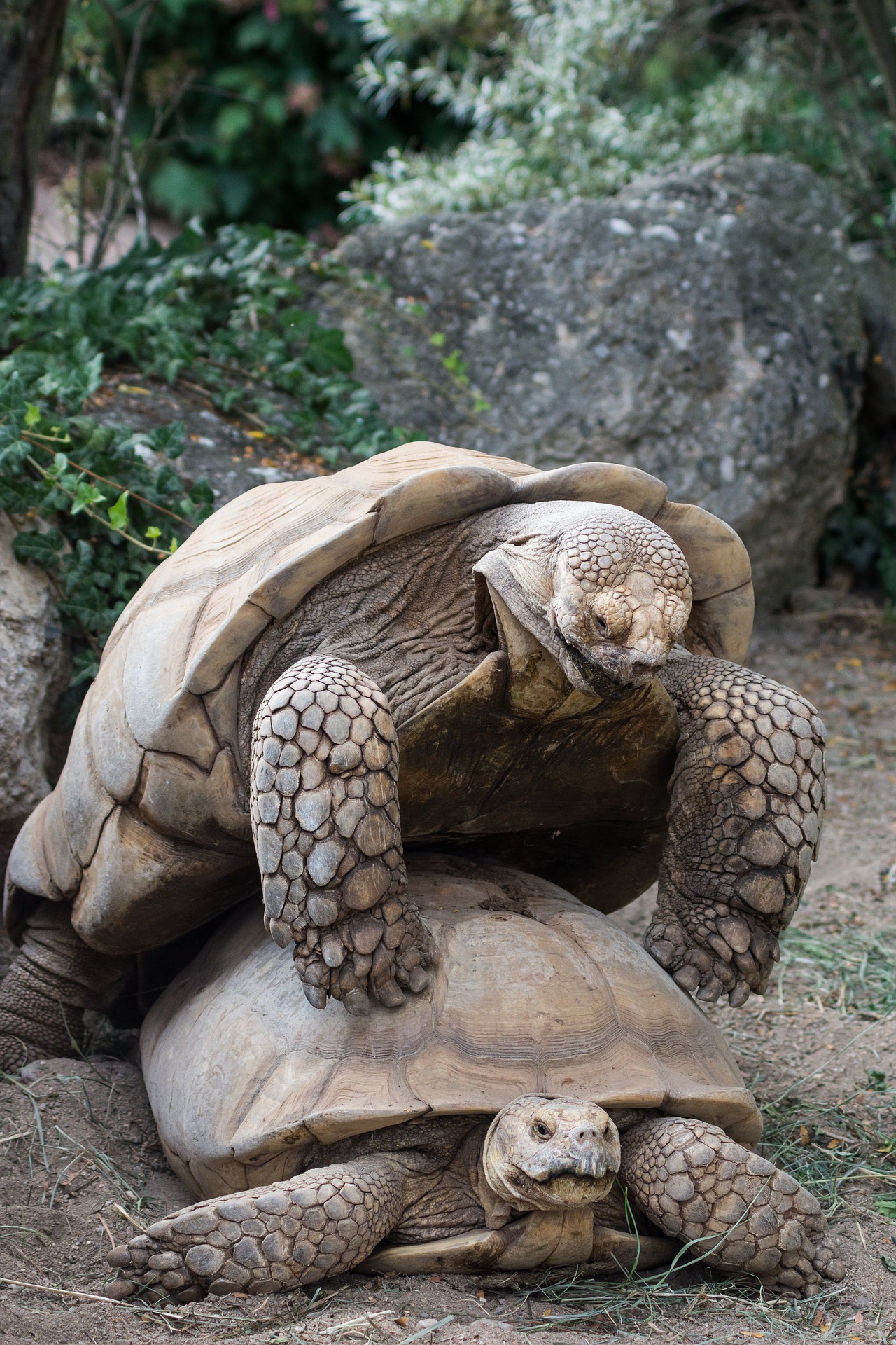 How Do Tortoises Mate Diagram