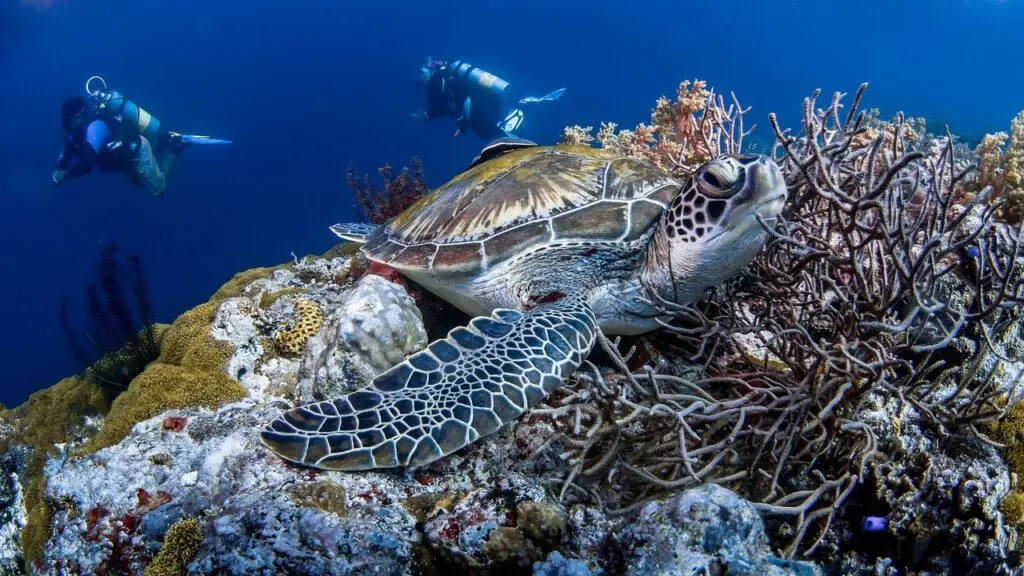  Symbolisme de la tortue de mer 