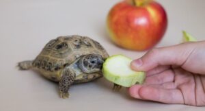 Read more about the article What Can Turtles Eat From Human Food? [11 Delicious Tips]
