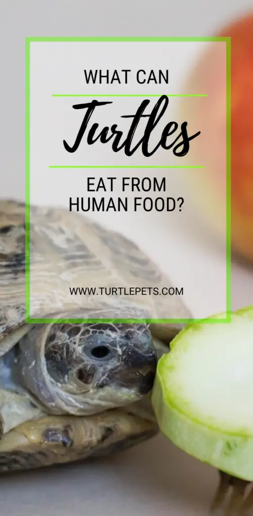 What Can Turtles Eat From Human Food pin