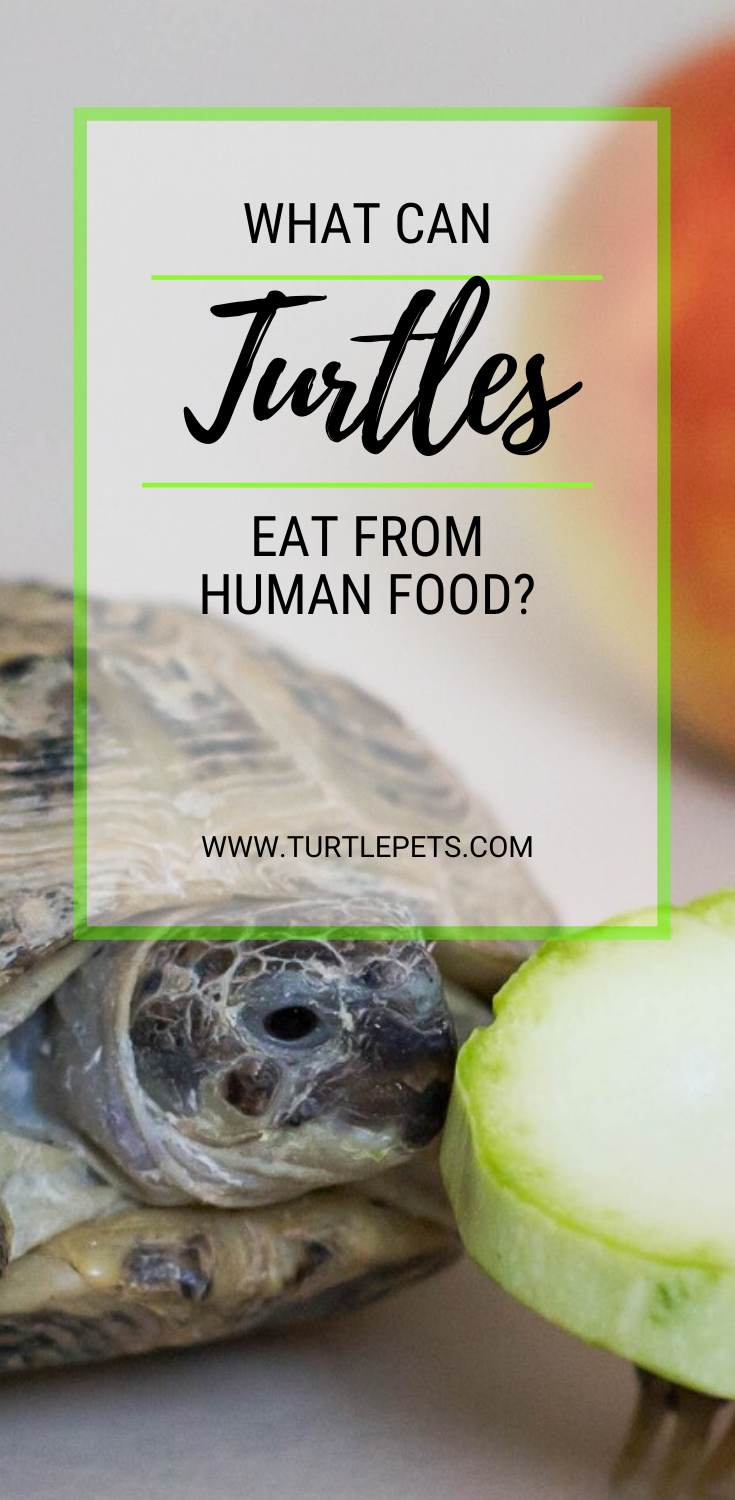 What Can Turtles Eat From Human Food? [11 Delicious Tips] | TurtlePets