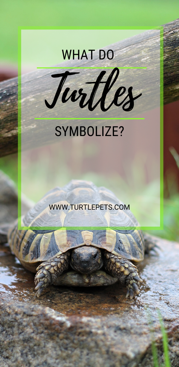 What Do Turtles Symbolize? Discover Turtle Symbolism | TurtlePets