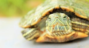 Read more about the article Why Are Turtles So Slow? What is a turtle’s top speed?