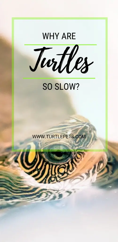 Why Are Turtles So Slow pin