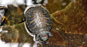 Read more about the article Red Eared Slider vs Painted Turtle [The Major Differences]