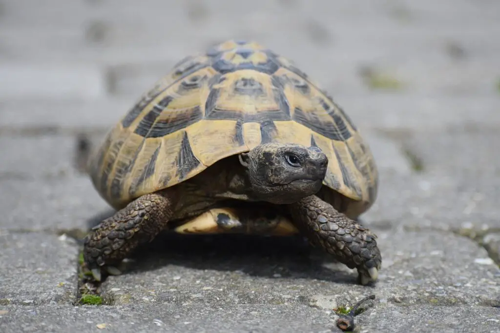 Top Tortoise Names