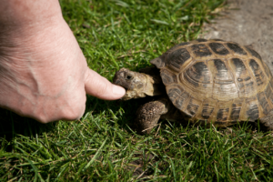 Read more about the article Do turtles bite? How Dangerous Can Turtle Bites Be?