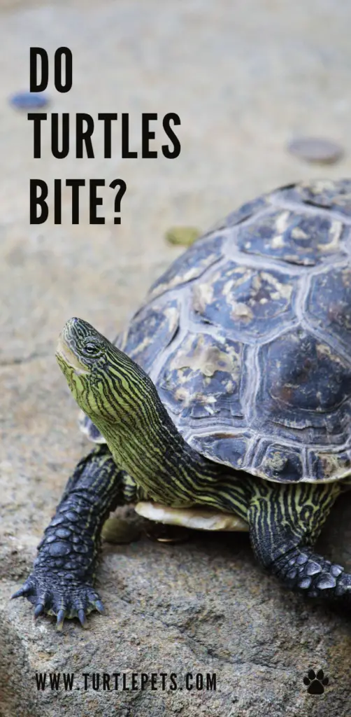 Do turtles bite pin 