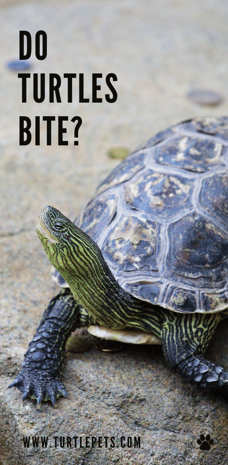 Do turtles bite? How Dangerous Can Turtle Bites Be? | TurtlePets