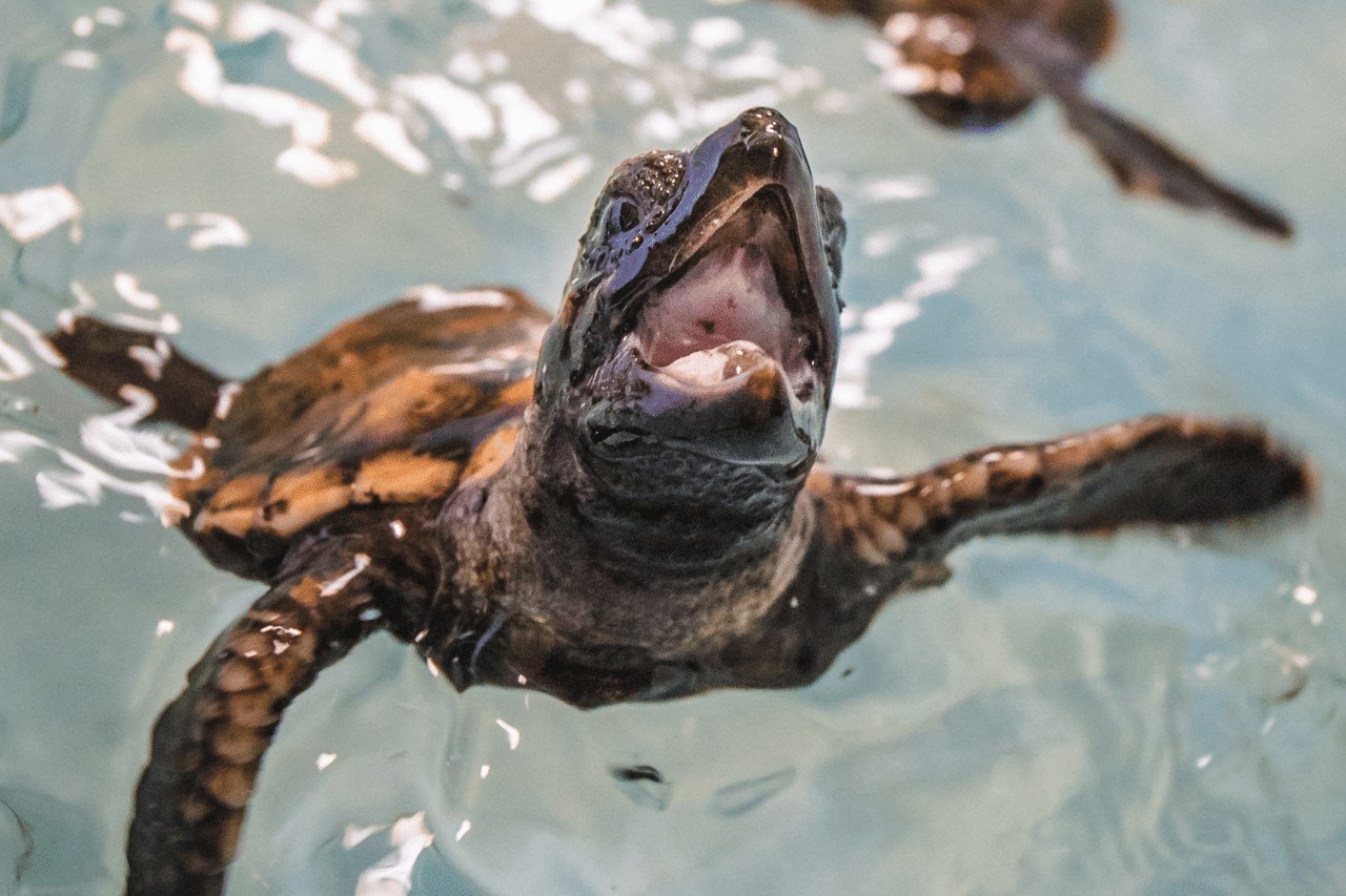 western-painted-turtle-for-sale-online-baby-western-painted-turtles