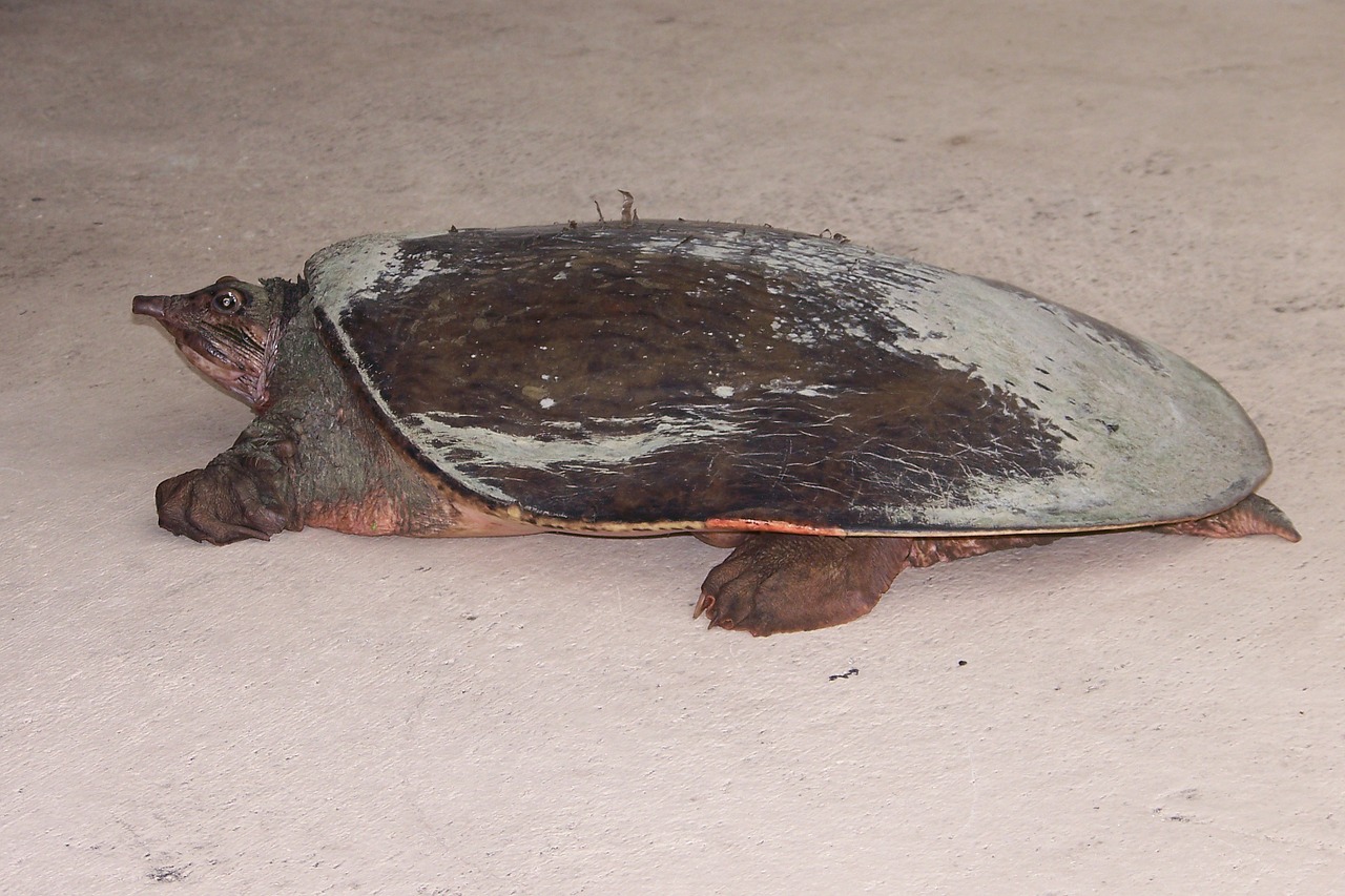 You are currently viewing Smooth Softshell Turtle Incredible Facts You Need To Know