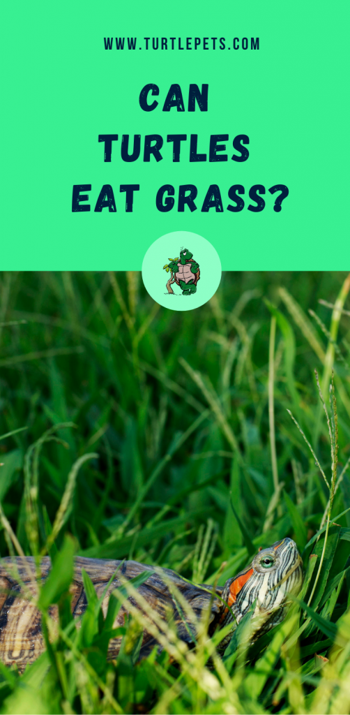 Can Turtles Eat Grass? [Answered]