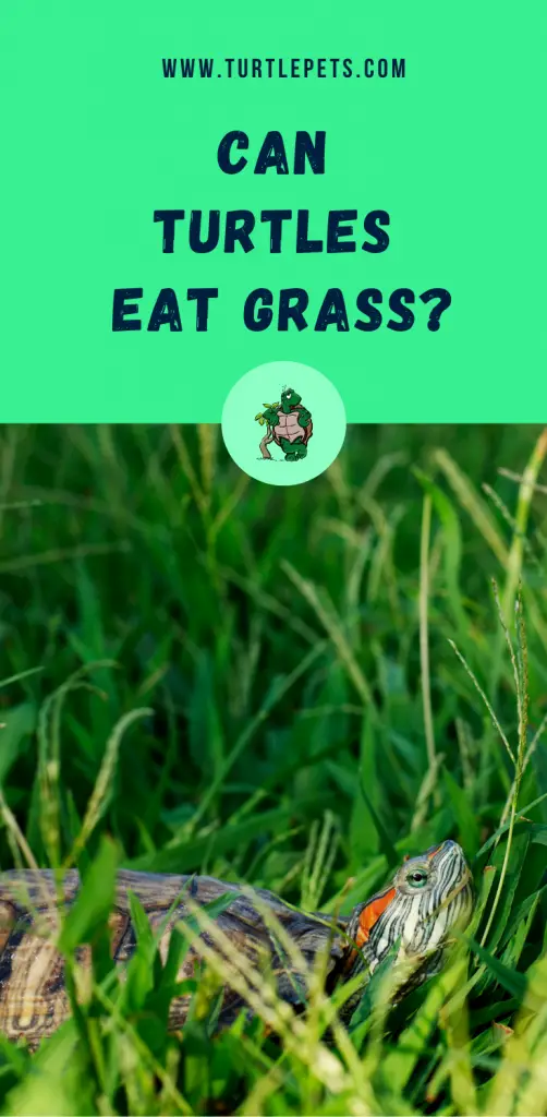 Can Turtles Eat Grass? [Answered]