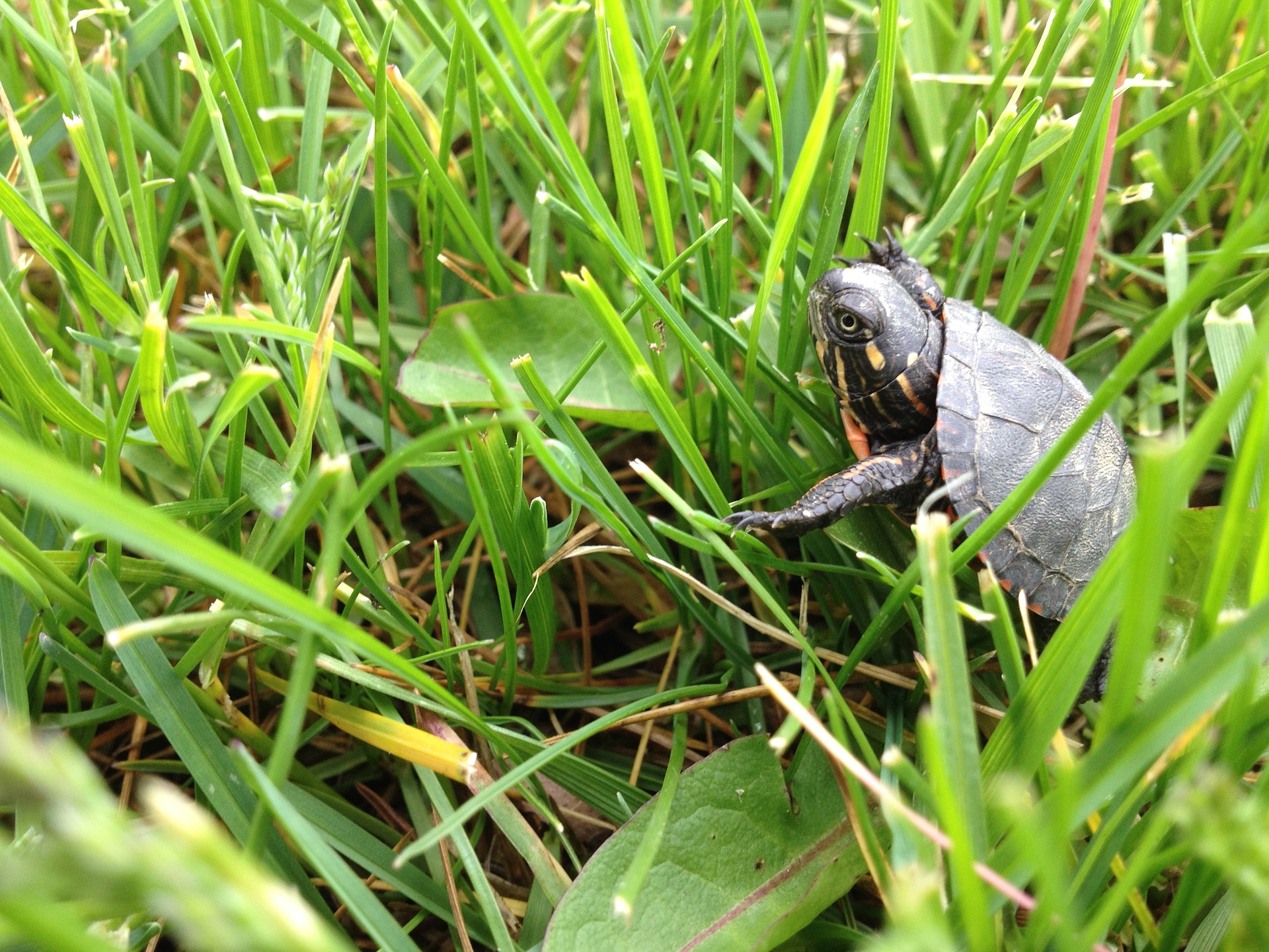 Read more about the article Can Turtles Eat Grass? [Answered]