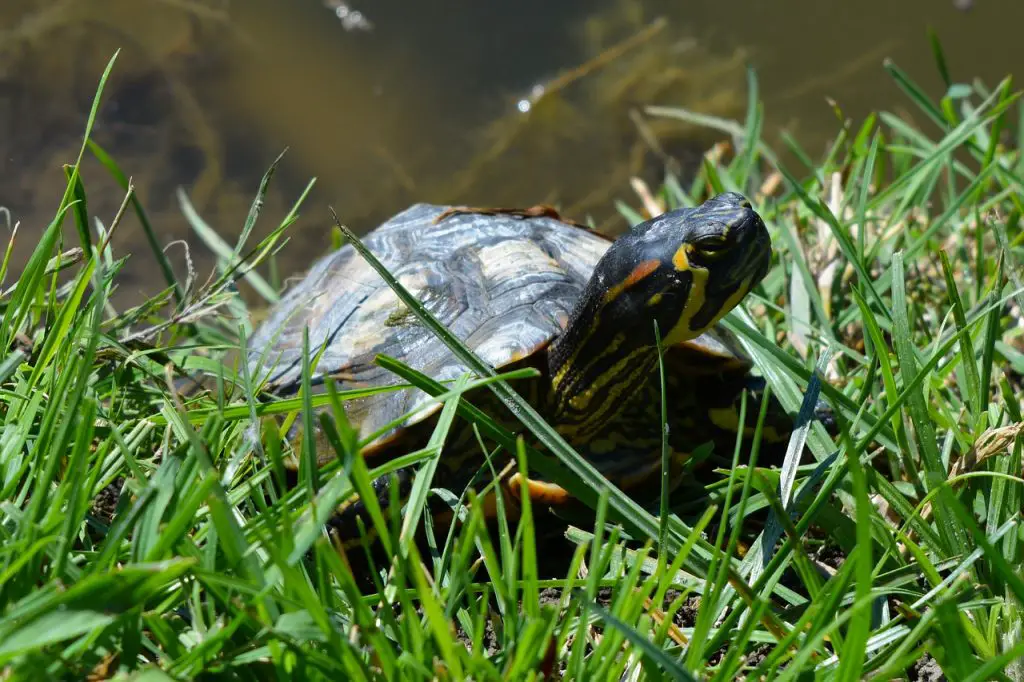 Does a Turtle need grass