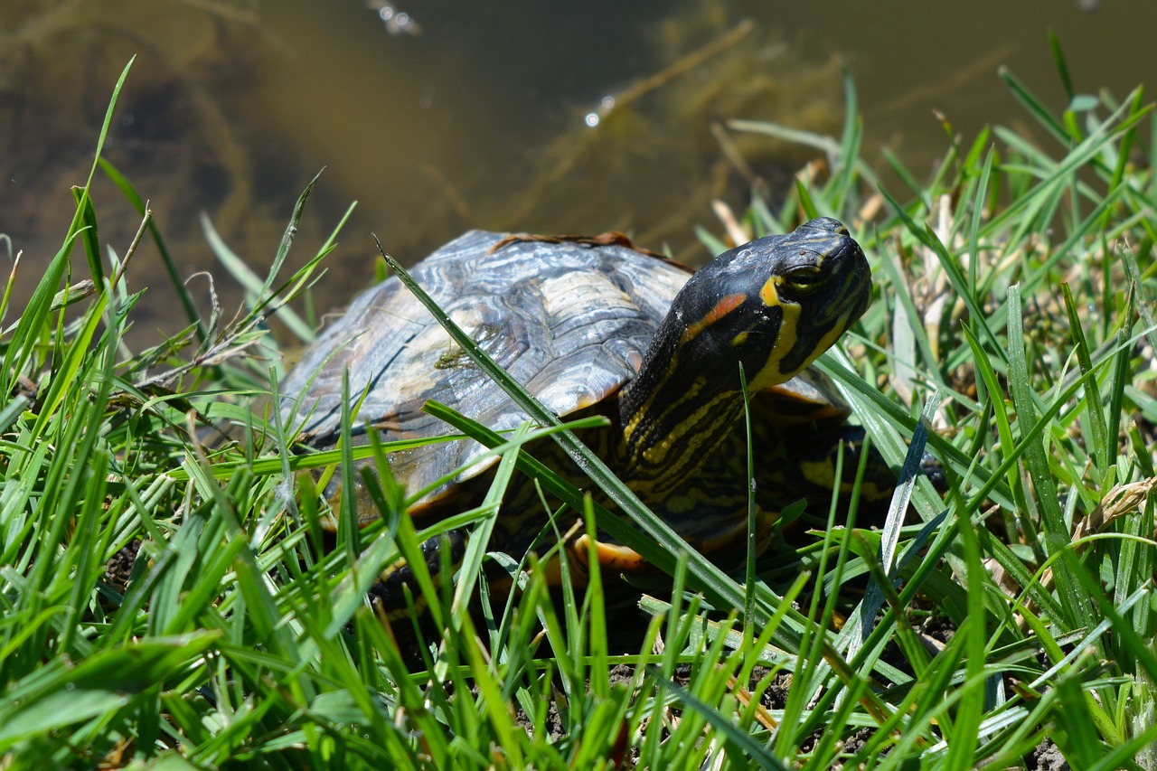 Can Turtles Eat Grass? [Answered] | TurtlePets