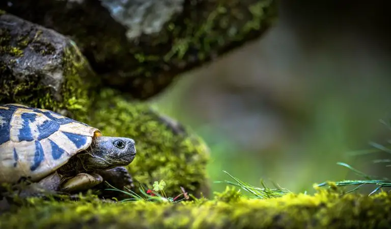 How Can You Tell If A Turtle Is Dying?