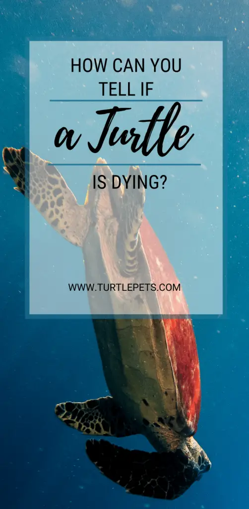 How Can You Tell If A Turtle Is Dying? | TurtlePets