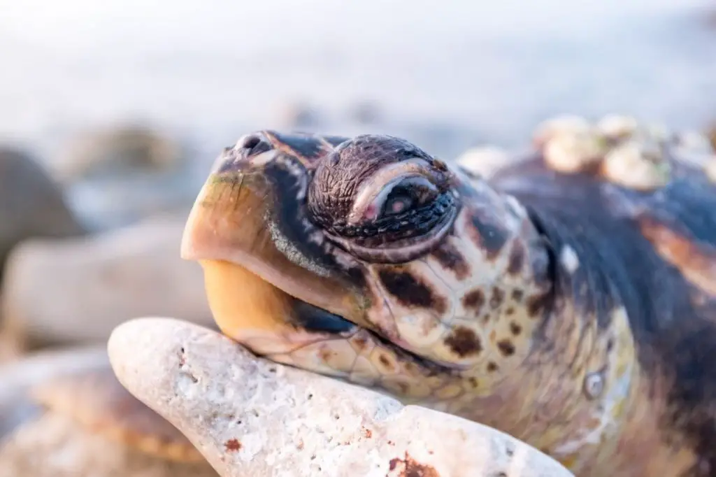 Do Turtles Have Feelings or Emotions? [Happy, Sad, Bored] TurtlePets