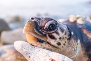 Read more about the article How To Comfort A Dying Turtle? Typical Signs Of A Dying Turtle!