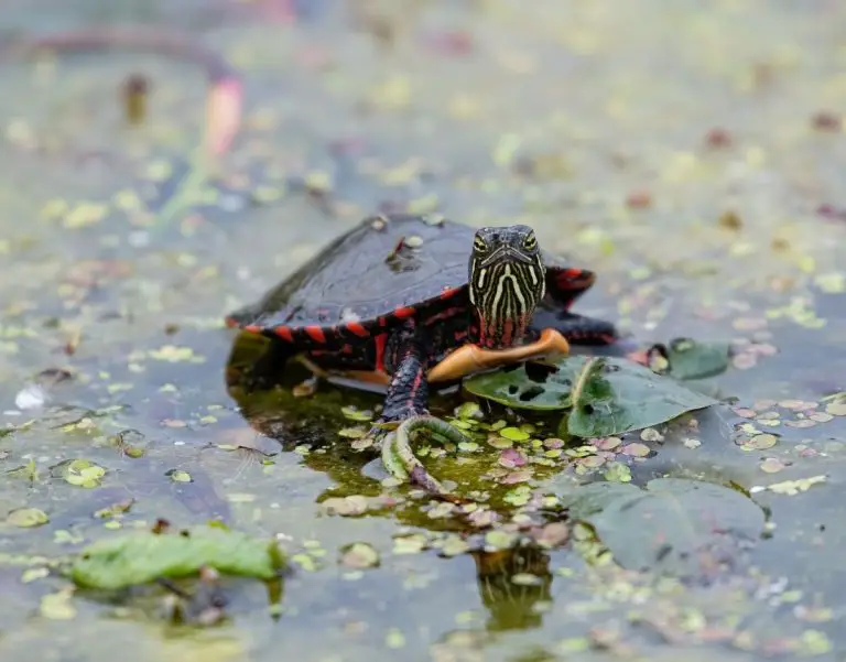 are-turtles-lucky-symbol-for-strength-longevity-hope-turtlepets