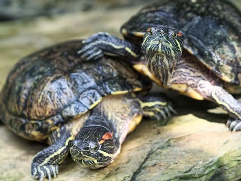 Read more about the article Can Turtles Live Without Their Shells?