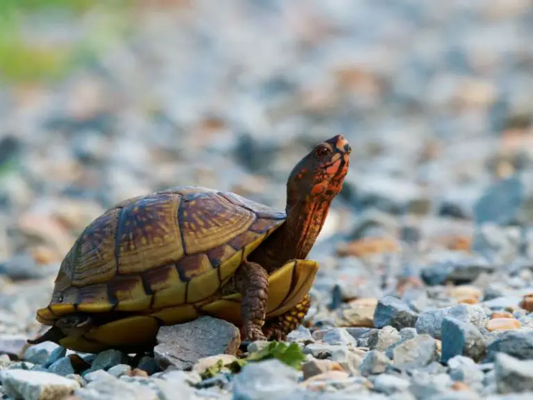 Best Pet Turtles For Beginners [5 TOP Types of Turtles]