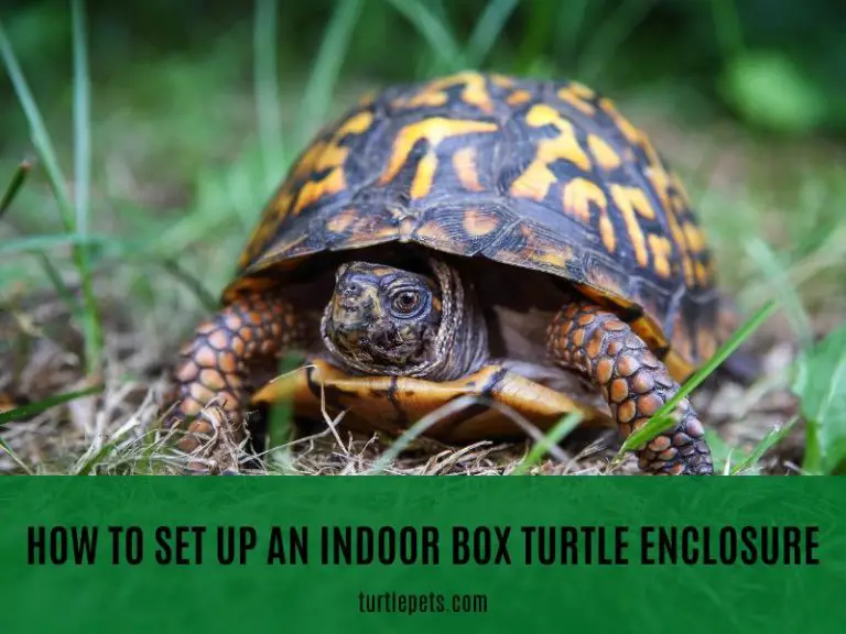 How To Set Up An Indoor Box Turtle Enclosure