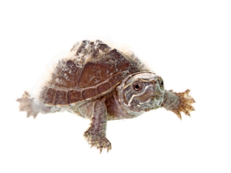 musk turtle